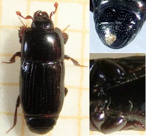 Platysoma lineare